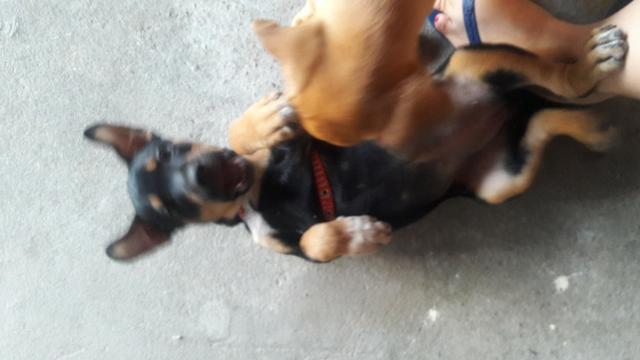 Doação de cachorro - Foto 5
