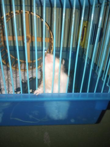 Doação de hamster - Foto 3