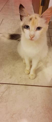Doação de gatinha responsável - Foto 4