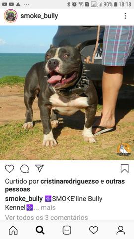 American bully - Foto 4