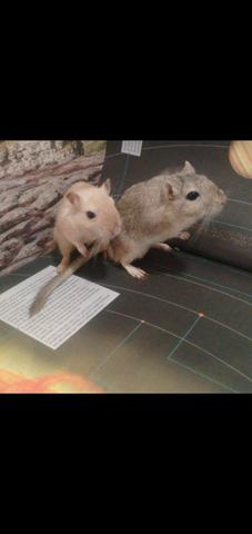 Gerbil adultos e filhotes