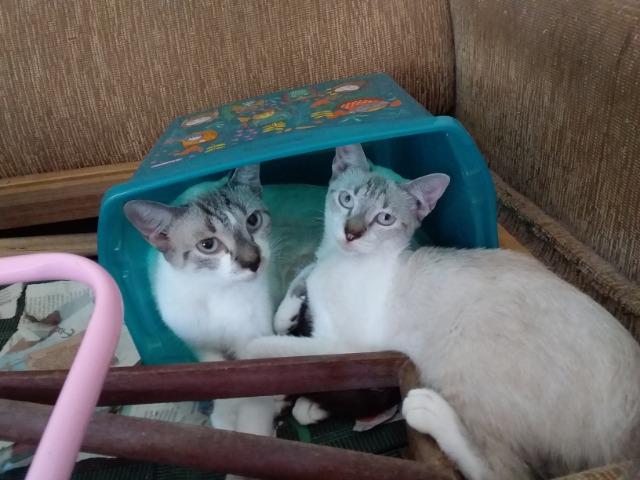 Animais para adoção - Foto 6