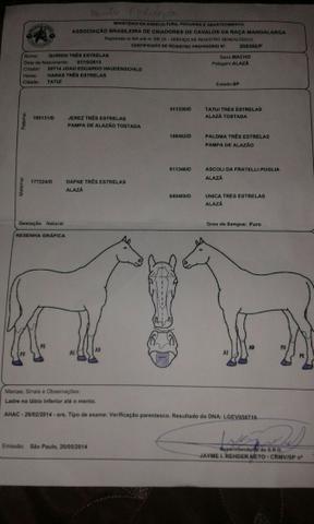 Cavalo Mangalarga Paulista - Foto 3