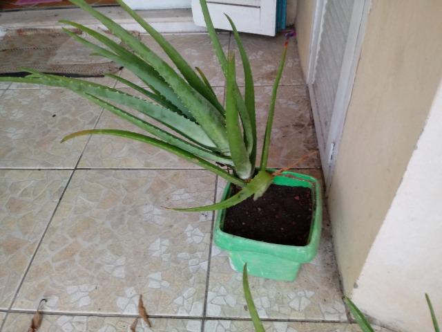 Mudas de Babosa Real- Aloe Vera R$ 100 OBS:(Já com a entrega!) - Foto 5