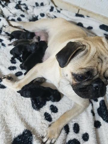 Pug filhote