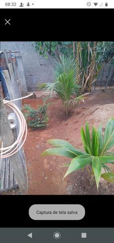 Vende se casa no trapiche lote medindo 10x38 - Foto 2