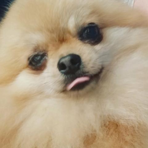 Lulu da Pomerânia
