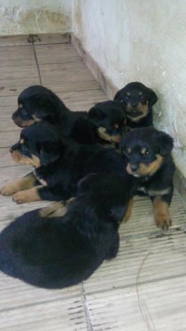 Rottweiler o único e verdadeiro cabeça de touro legitimo! (11) 3862-3206 whats - Foto 3