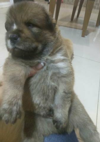 Venda de cachorro Chow-Chow - Foto 2