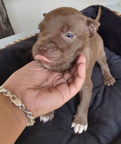 Pitbull rede nose - Foto 5