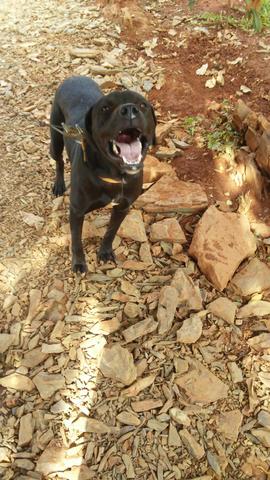 Vende-se um cachorro Pit Bull - Foto 3