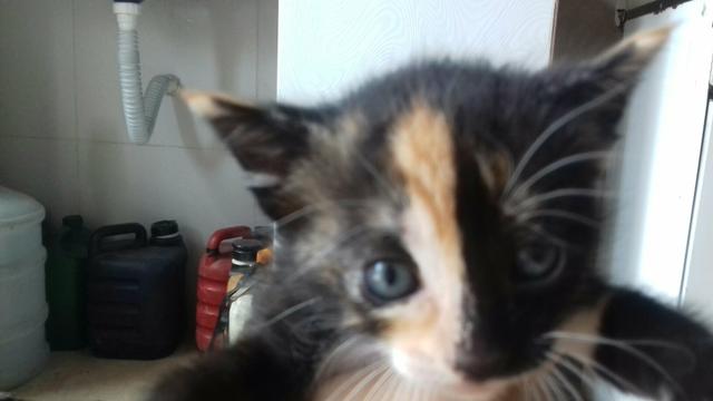Doacao de gatos mestiços de olhos azuis
