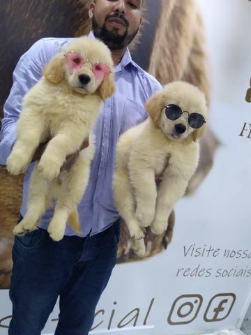 Golden Retriever garantias contra displasia e suporte veterinário gratuito