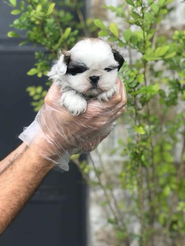 Shih Tzu garantias em contrato (tamanho, e doenças virais, genéticas) - Foto 3