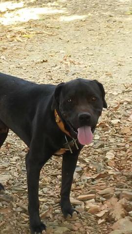 Vende-se um cachorro Pit Bull - Foto 2