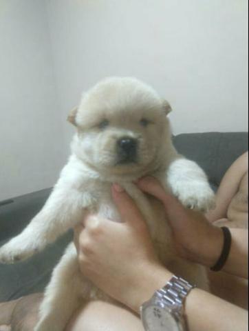 Venda de cachorro Chow-Chow
