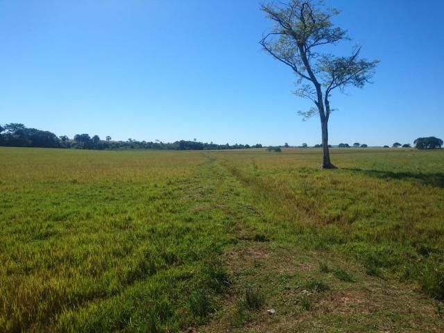 Fazenda Agrícola em Palminopolis-GO. 50 Alq. c/ 30 em Lavoura - Foto 11