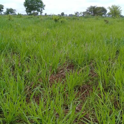 Fazenda Boa de Terra em Cocalinho - MT - Foto 20
