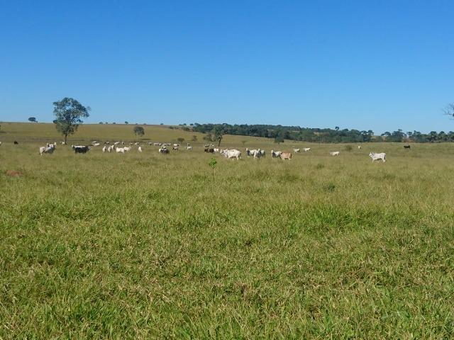 Fazenda Agrícola em Palminopolis-GO. 50 Alq. c/ 30 em Lavoura - Foto 18