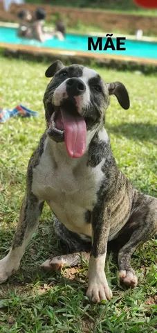 Cachorro Pitbull - Grande Belo Horizonte, Minas Gerais