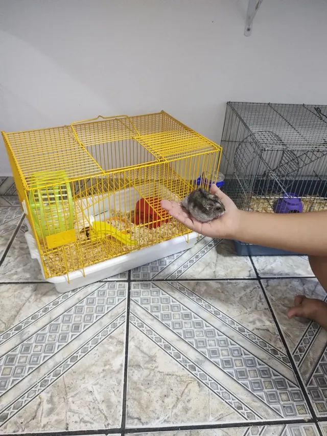 Hamster anão russo com gaiola
