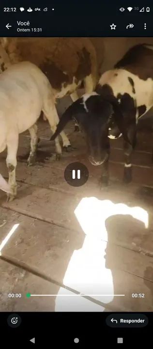 Vendo as duas 1300 - Foto 4