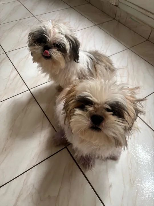Dois Shih Tzus Lindos a venda 