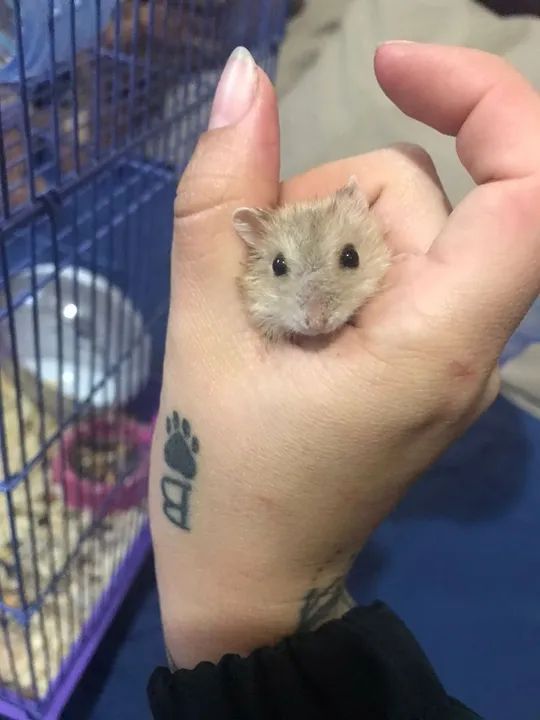 Hamster anão 