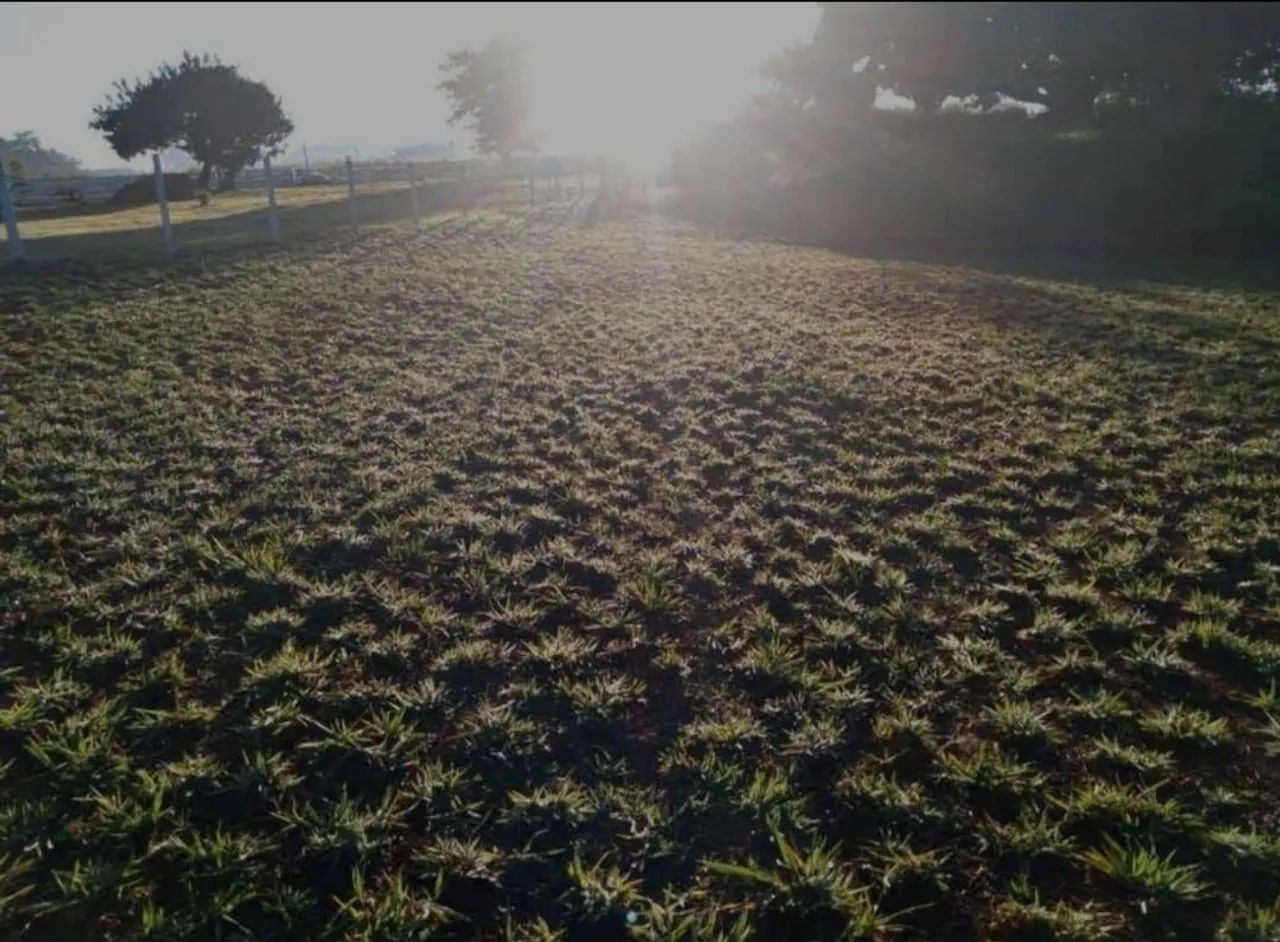 Grama nova para o seu jardim - Foto 2