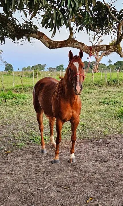 ÉGUA QUARTO DE MILHA PURA COM DOCUMENTO MEIO SANGUE