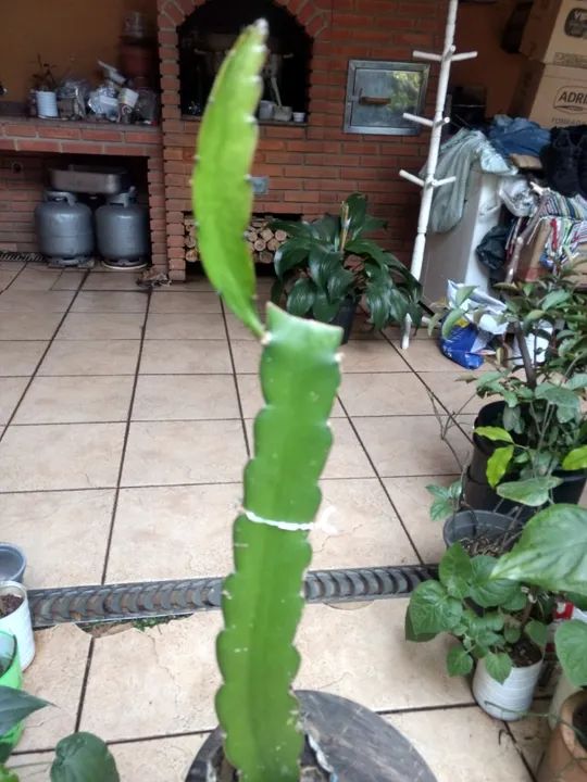 Mudas de Pitaya Vermelha Polpa Branca ou Vermelha - Guarulhos - Foto 3