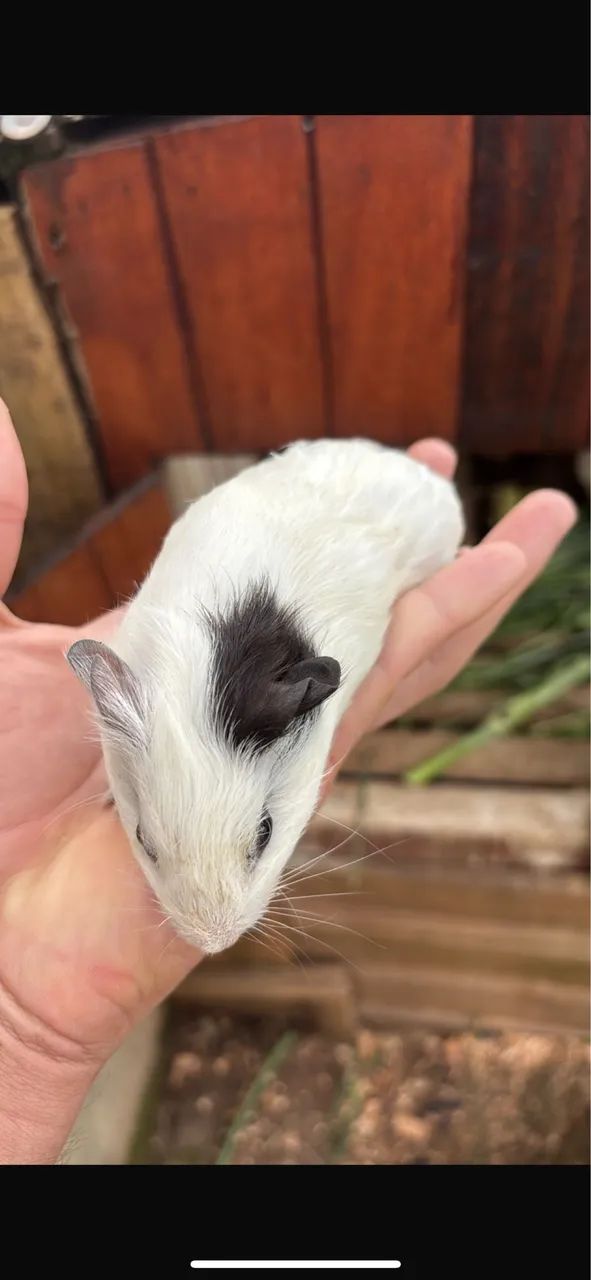 Porquinho da índia (filhotes)