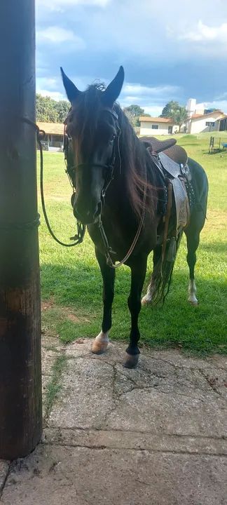 Cavalo Mangalarga Marchador - Foto 3