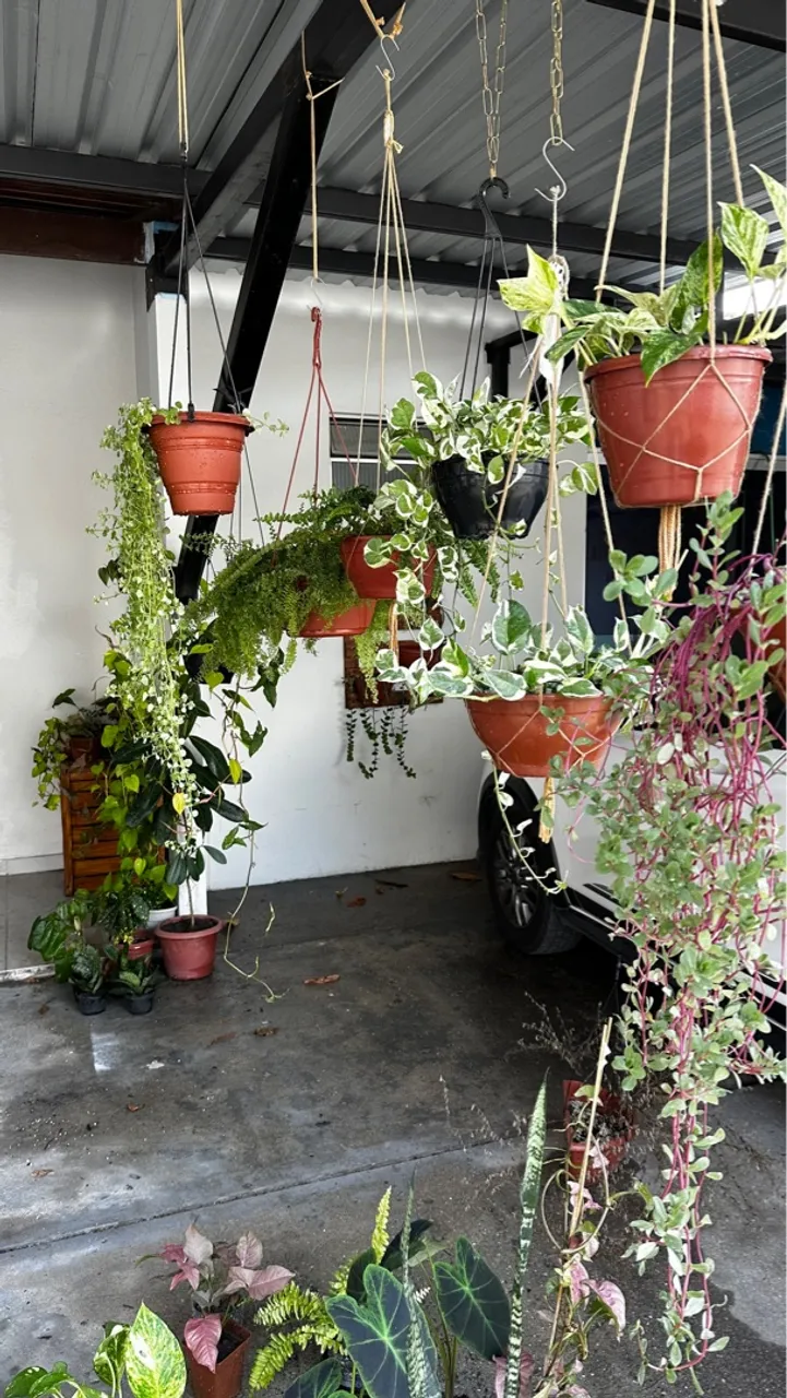 Plantas pendentes + brinde macramê