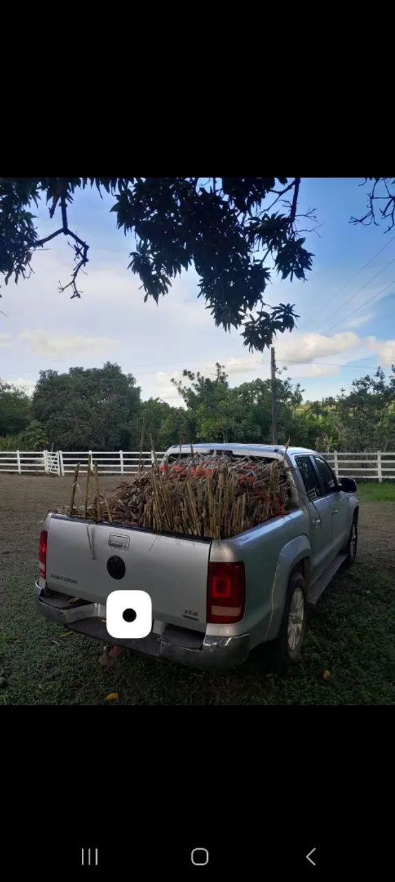 VENDO GEMAS DO BRS CAPIAÇU E KURUMI CAPIM ELEFANTE DA EMBRAPA 