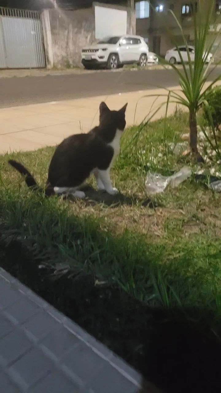 Gatinha para adoção