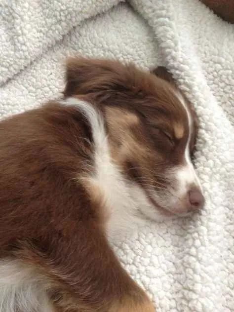 Filhote Border Collie, A felicidade tem quatro patas e está esperando por você!