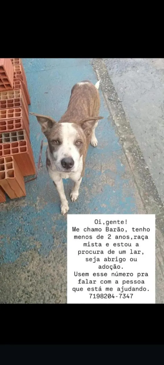 Barão, cão mestiço à procura de um lar