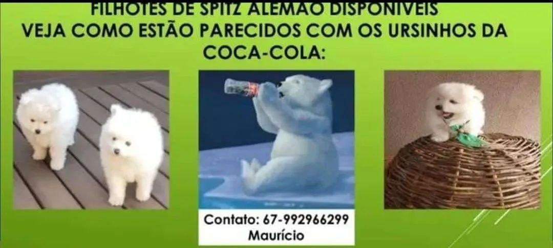 Filhote de Spitz Alemão Disponível