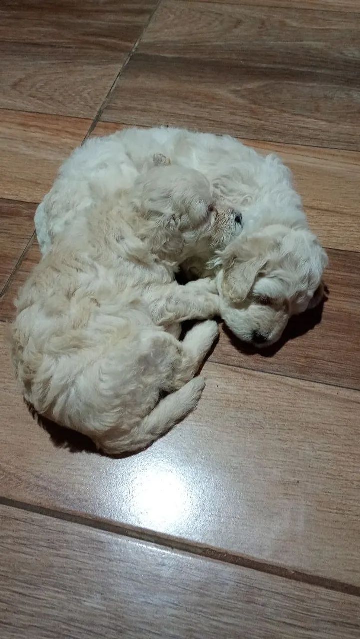 Dois filhotes de poodle
