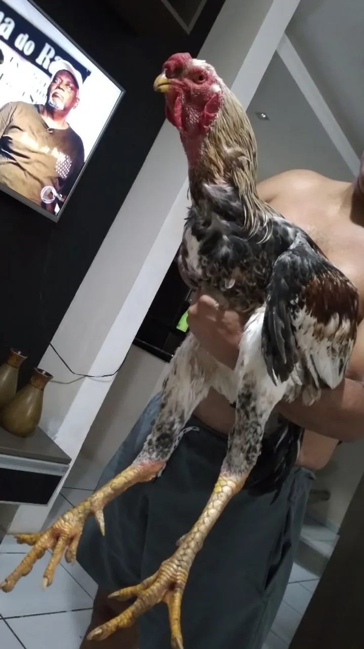 Galo indio gigante puro