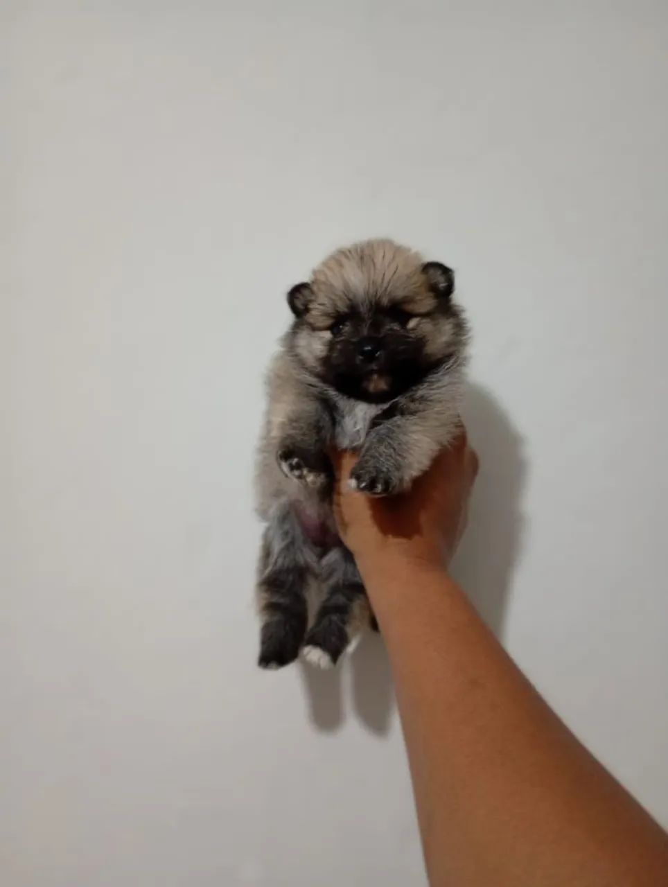 Filhote Spitz alemão macho e fêmea  - Foto 5