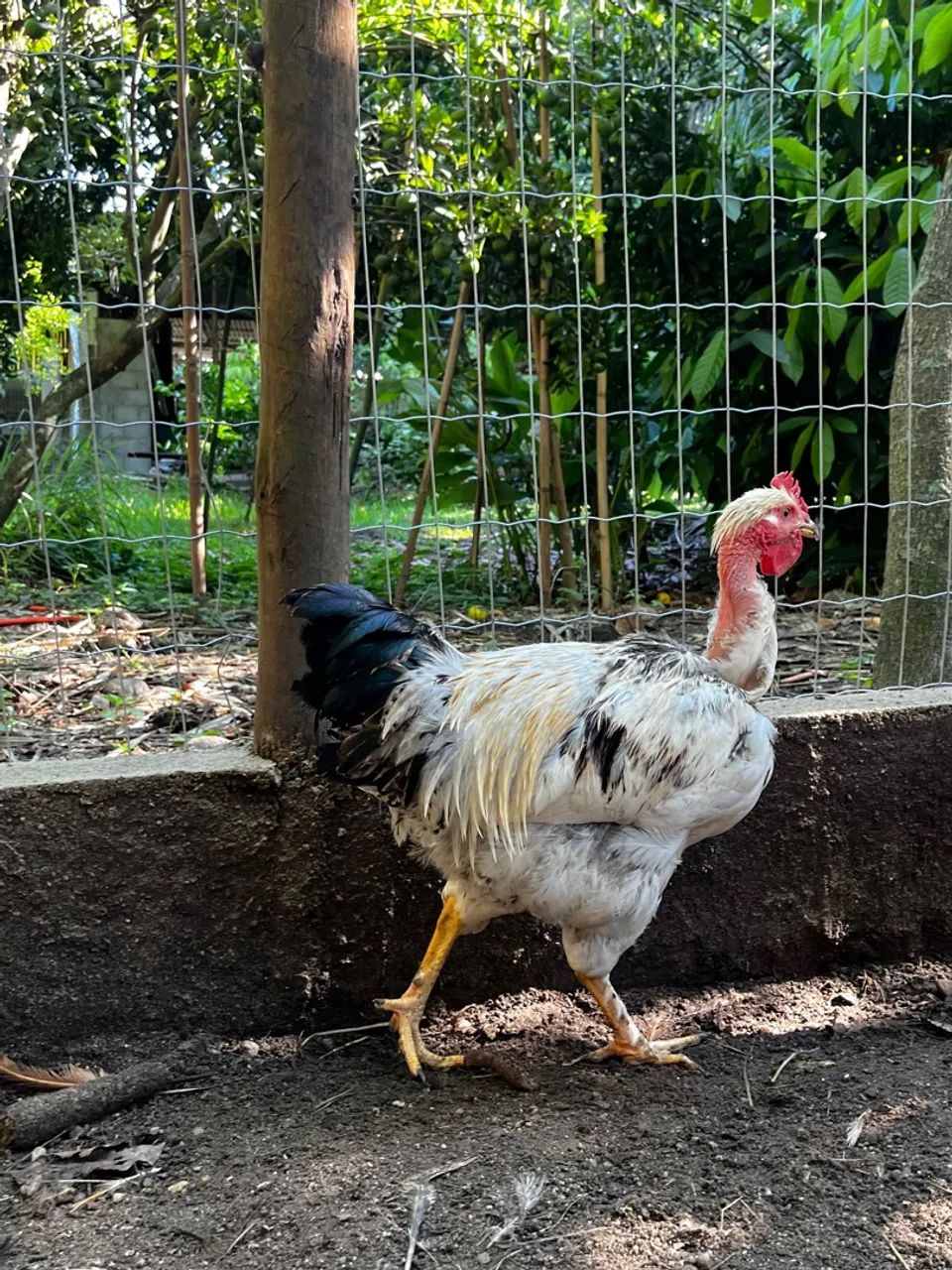 Galo caipira - Foto 2