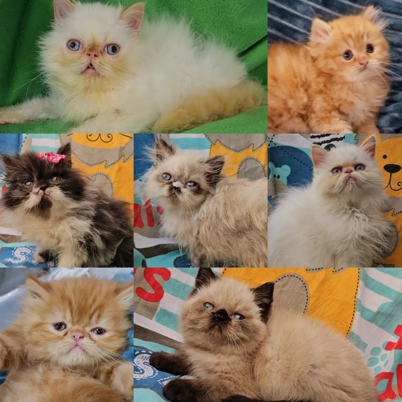 Persas, Himalaios e Exóticos Filhotes - Gatil BSB Cat
