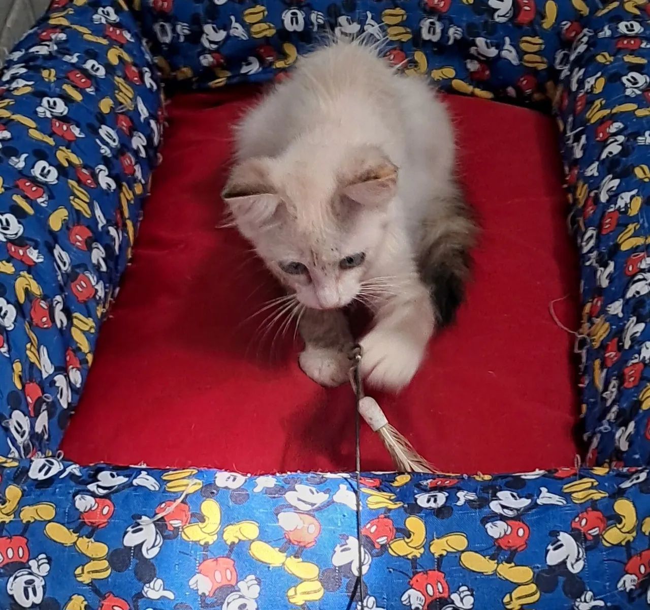 Gatinho para adoção  - Foto 3