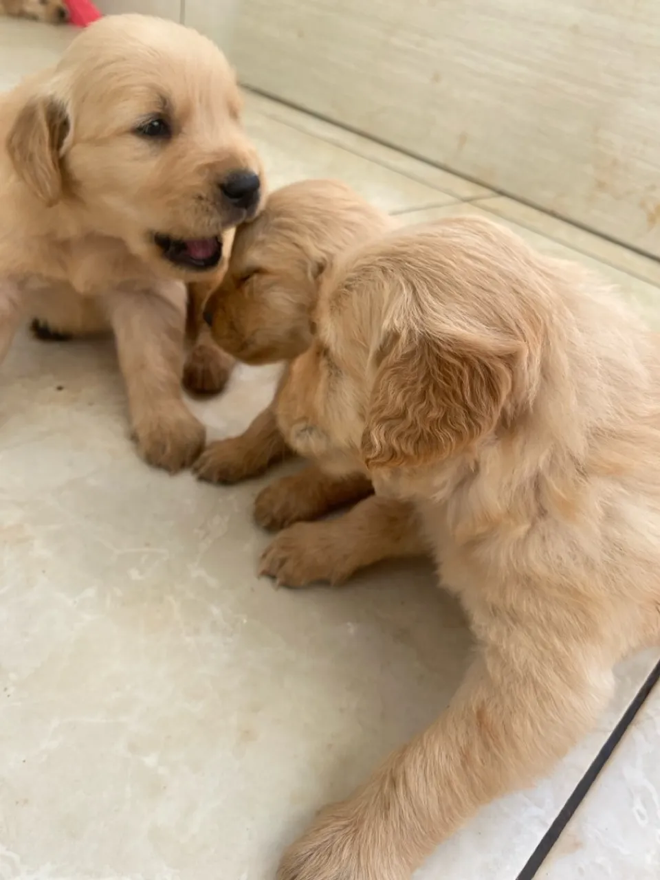 Filhotes Golden Retriever - Lindos e Carinhosos!