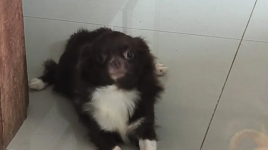 Chihuahua  Chocolate Pelo Longo Macho - Foto 4