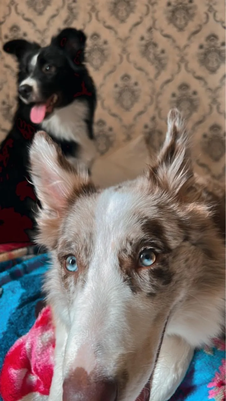 Lindos filhotes Border Collie