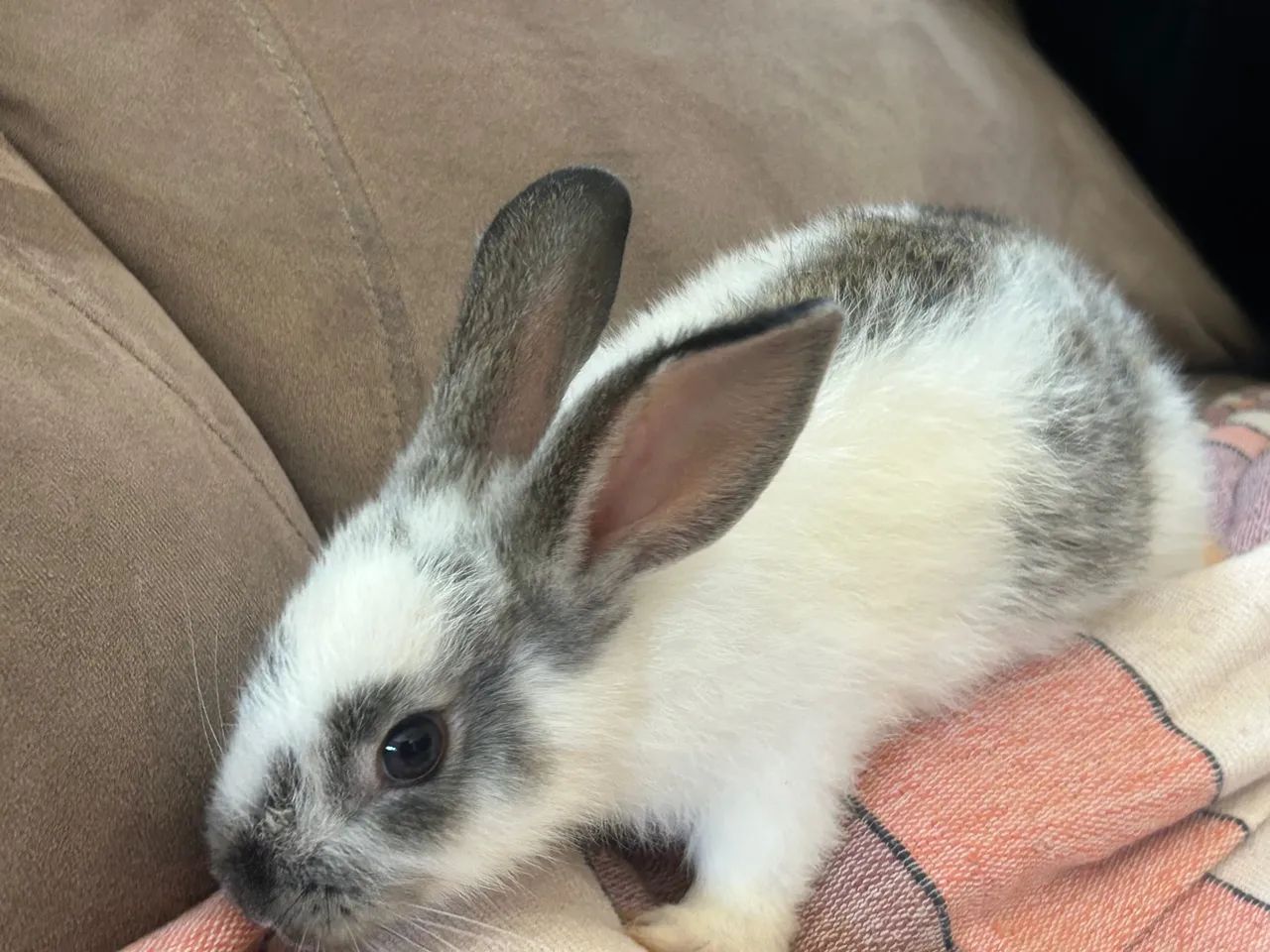 DOAÇÃO: Coelhinhos fofinhos para adoção! - Foto 6