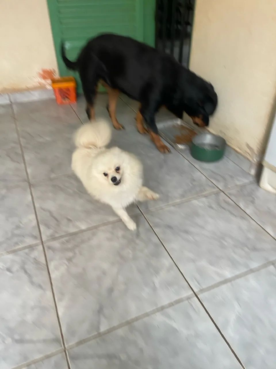 Lulu da pomerânia machinho - Foto 2